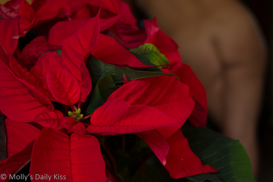 Poinsettia with naked woman behind it