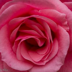 Sensuous as the petals of a rose – Guest Post